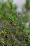 Pine barren stitchwort